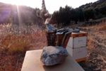 Ενημέρωση προς κτηνοτρόφους και μελισσοκόμους Πάρου για  δήλωση δραστηριότητας βοσκής/μελισσοκομίας