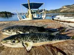 Λαγοκέφαλος: 22 ερωτήσεις και απαντήσεις για το νέο πρόγραμμα - Πόσο θα πληρώνονται οι αλιείς