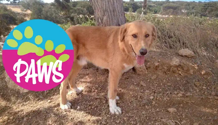 Φιλοζωϊκό σωματείο "PAWS" για Γ.Ε.ΜΗ - Τι προβλέπει η νομοθεσία για τις συμβάσεις με τους Δήμους