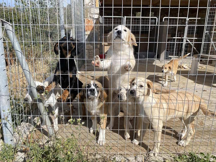 Καταφύγιο PAWS: Καταβλήθηκαν από τον Δήμο τα χρήματα και επαναλειτουργεί