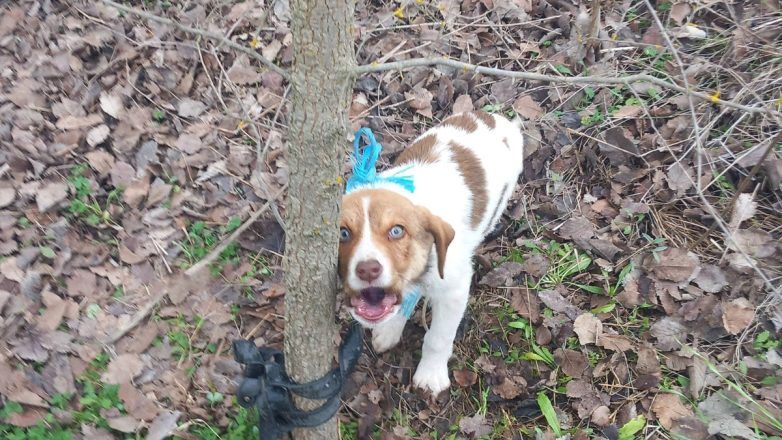 Φρίκη – Αναζητούν τον δράστη που κακοποιήσε σεξουαλικά κουτάβι τριών μηνών