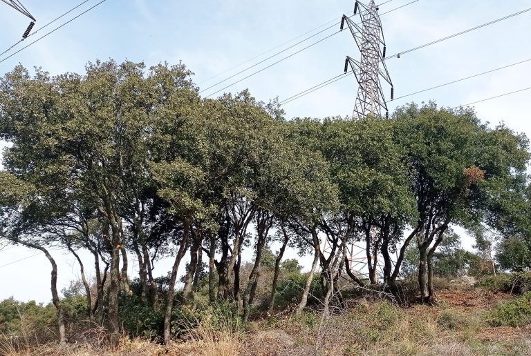 Έκκληση ενίσχυσης των Δασικών Υπηρεσιών Αιγαίου