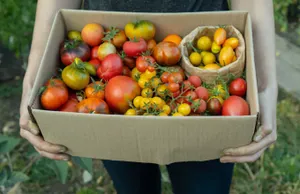 Σπάνε κάθε ρεκόρ οι εξαγωγές φρούτων και λαχανικών το 2023