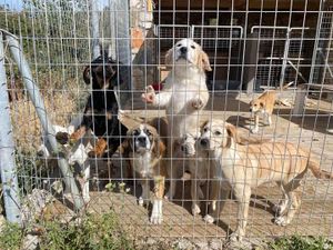 Καταφύγιο PAWS: Καταβλήθηκαν από τον Δήμο τα χρήματα και επαναλειτουργεί