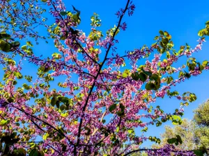 Ανοιξιάτικος και πάλι ο καιρός με τη θερμοκρασία μέχρι 26 βαθμούς Κελσίου