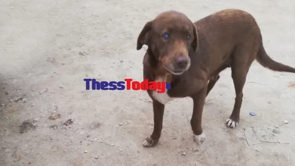 Τυφλή σκυλίτσα «το 'σκασε» από χώρο φιλοξενίας και επέστρεψε στον άνθρωπο που την είχε περιθάλψει