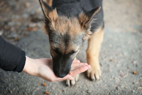 Οι ενέργειες του Δήμου Πάρου για την ευζωία των αδέσποτων
