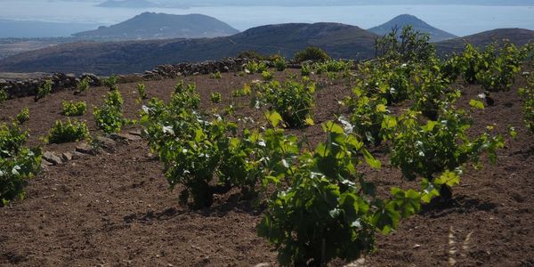 Πρόγραμμα Αναδιάρθρωσης και Μετατροπής αμπελώνων 2023-2024