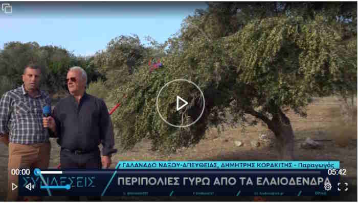 Νάξος: Νωρίτερα η συγκομιδή ελιάς υπό το φόβο κλοπής της σοδειάς – Ελαιπαραγωγοί περιπολούν στα λιόφυτα