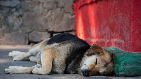 Συνεργασία του Δήμου Πάρου με τον Σύλλογο Προστασίας Ζώων Πάρου- PAWS για την περισυλλογή και φιλοξενία αδέσποτων ζώων