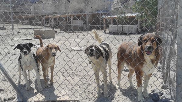 Πάρος με Ευθύνη και Ενότητα: Ενημέρωση για το Σωματείο Περίθαλψης Αδέσποτων Ζώων  PAWS