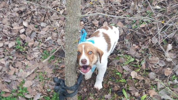 Φρίκη – Αναζητούν τον δράστη που κακοποιήσε σεξουαλικά κουτάβι τριών μηνών