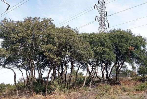 Έκκληση ενίσχυσης των Δασικών Υπηρεσιών Αιγαίου